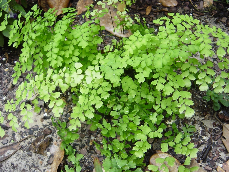 http://apalacheehills.com/SpeciesAdded05/MaidenhairFern-2.JPG