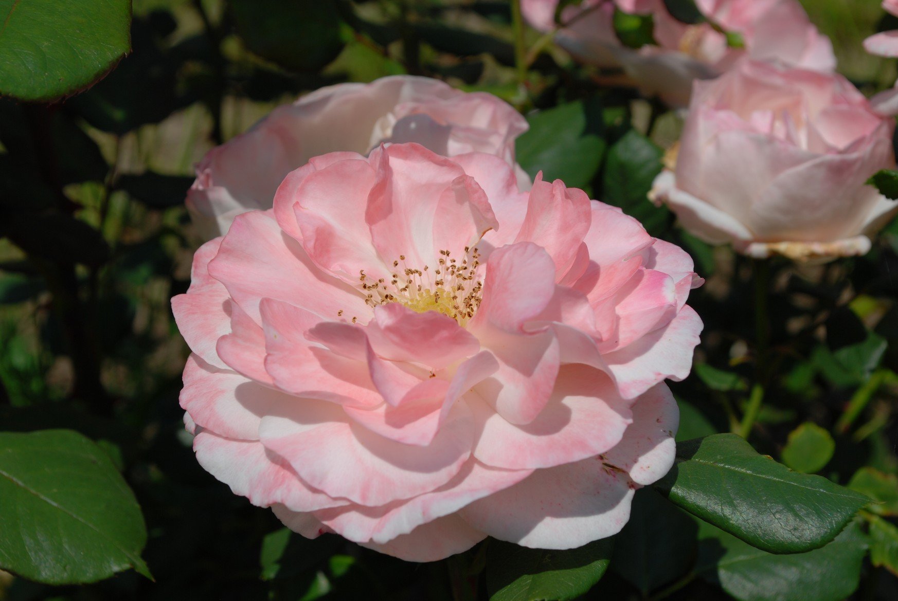 le jardin anglais