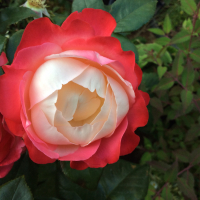 CopperMoonFlower