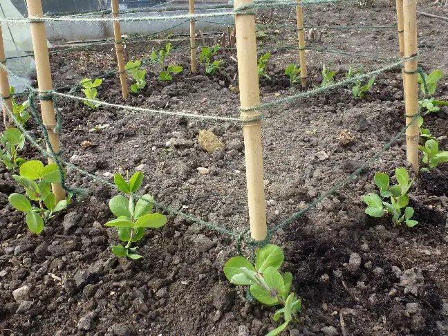 Image result for sweetpea support string round canes
