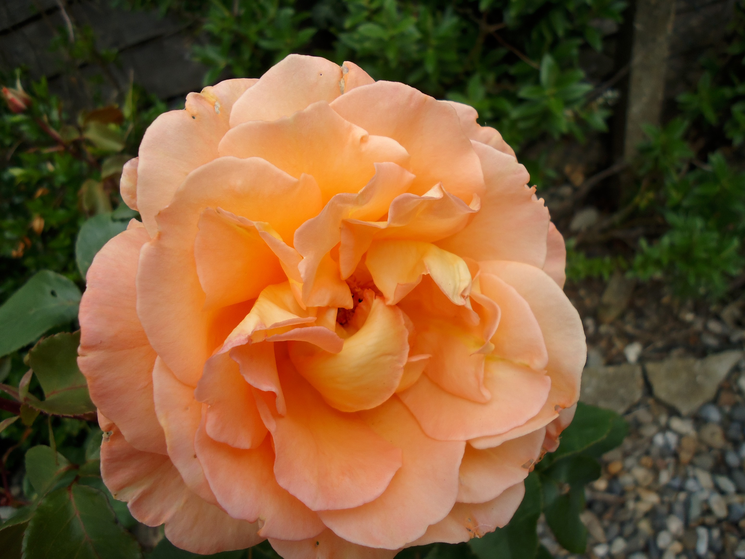 flowermaster9