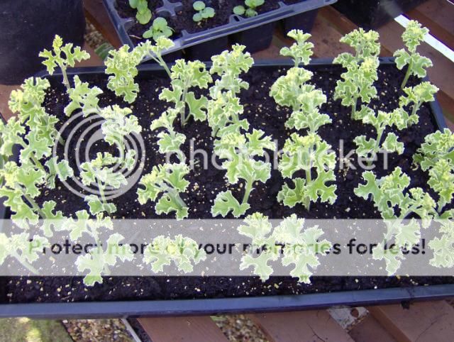 http://i1131.photobucket.com/albums/m551/lilylouise1/morecuttings001.jpg
