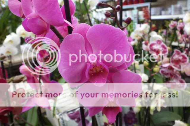 http://i27.photobucket.com/albums/c186/DavidKnapper/009_zps11175b3b.jpg