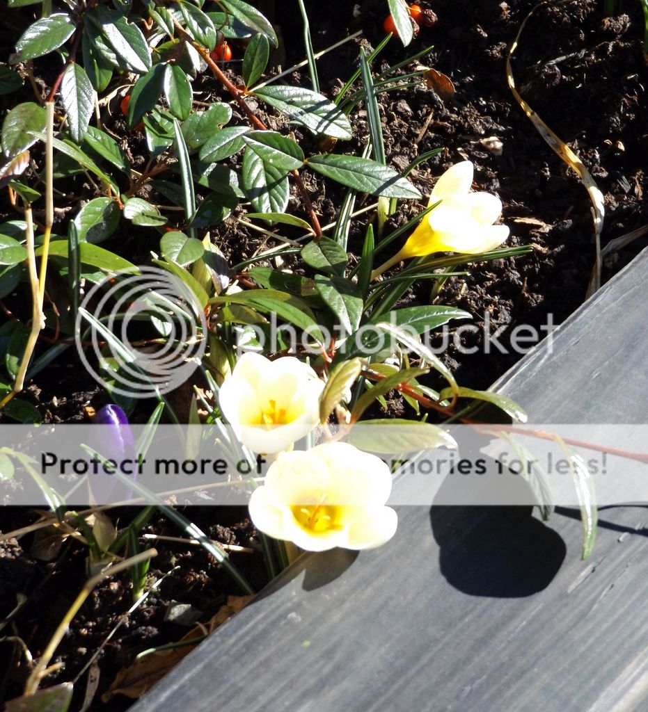 http://i1331.photobucket.com/albums/w595/fairygirl55/DSCF1687_zpsb1gwfshs.jpg