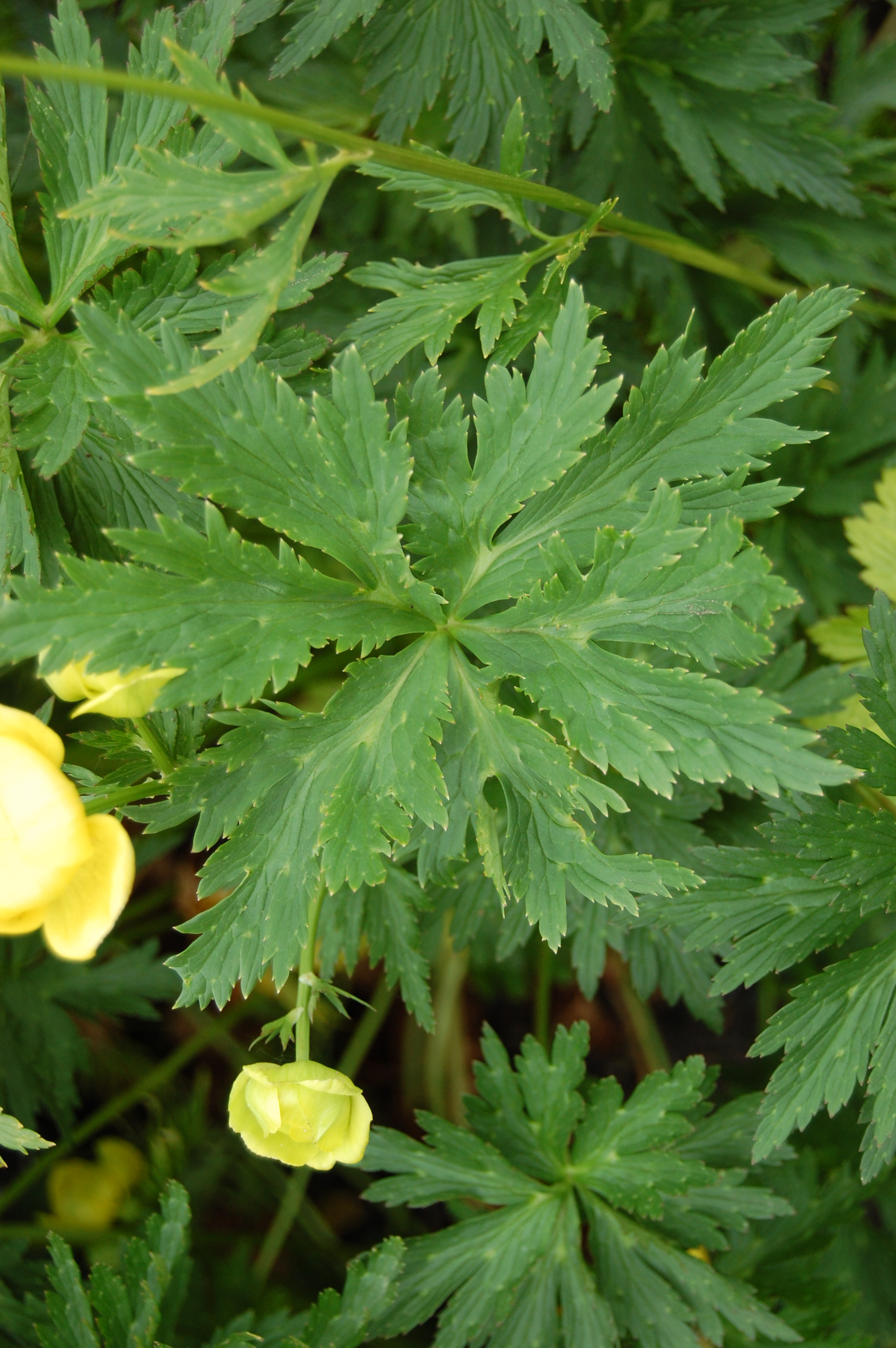 Trollius europaeus  landscape architects pages