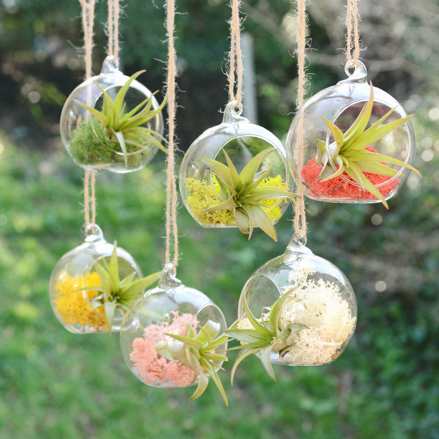 http://www.notonthehighstreet.com/system/product_images/images/002/199/988/original_small-hanging-glass-vase-air-plant-terrarium.jpg