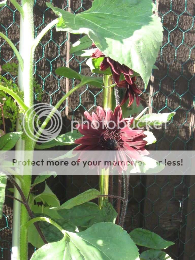 http://i826.photobucket.com/albums/zz184/rainjustlearning/Back%20garden%202010/IMG_0128.jpg