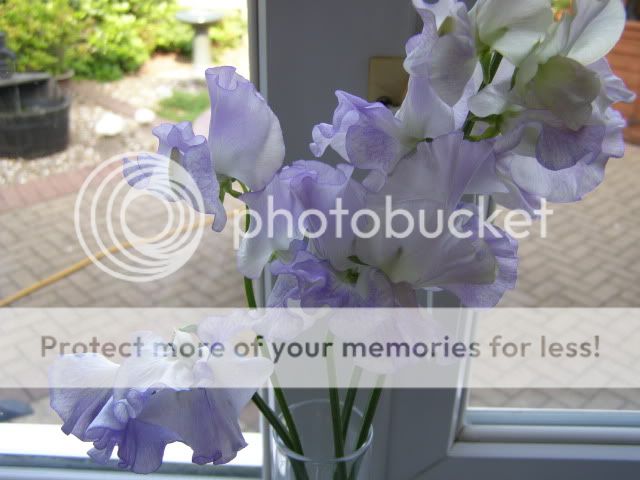 http://i27.photobucket.com/albums/c186/DavidKnapper/P6260001.jpg