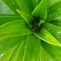 Perennial gardener
