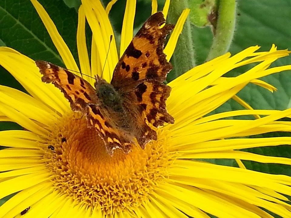 Fritillary