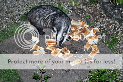 http://i1143.photobucket.com/albums/n627/thedogcody/5912173811_e80bb89a40.jpg