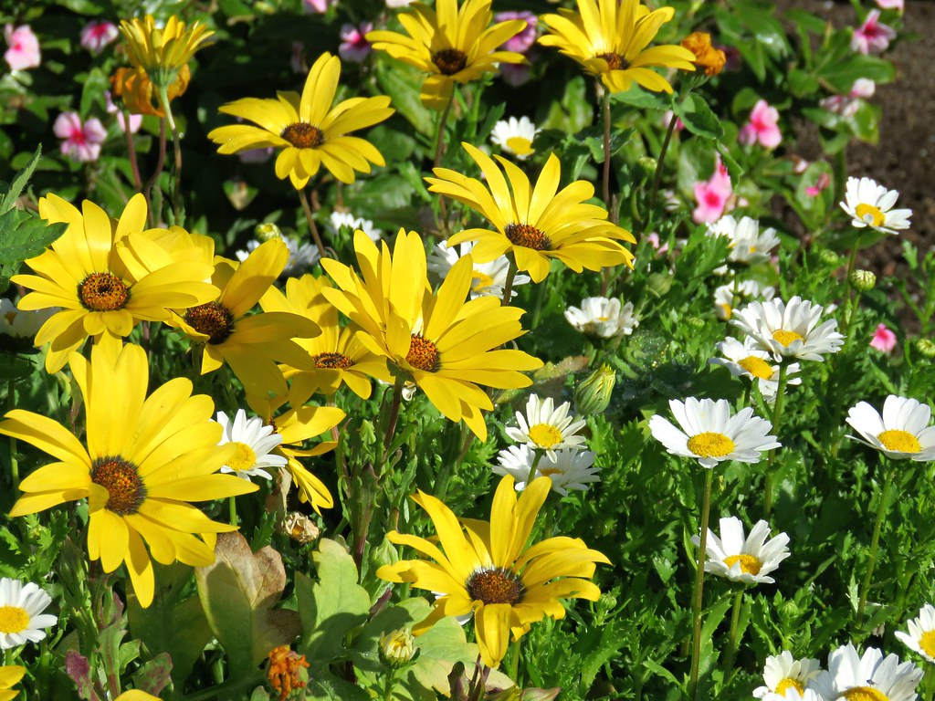 Image result for sunny sunday images