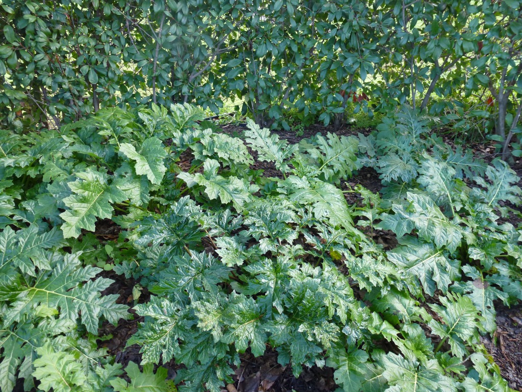 http://myhesperidesgarden.files.wordpress.com/2013/01/p1070054.jpg
