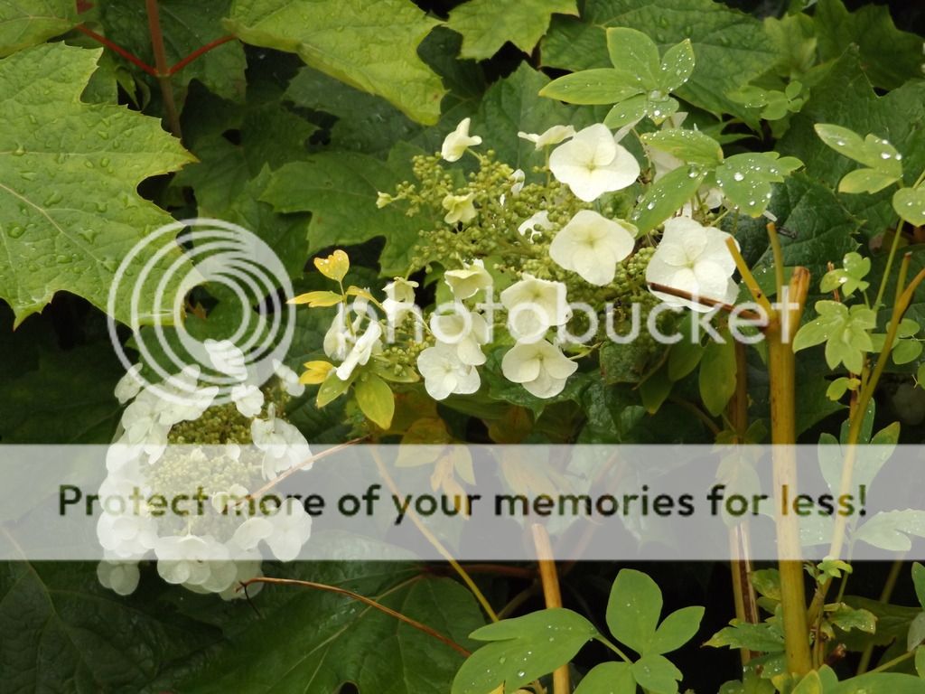 http://i1331.photobucket.com/albums/w595/fairygirl55/DSCF0864_zpswbtuydjp.jpg