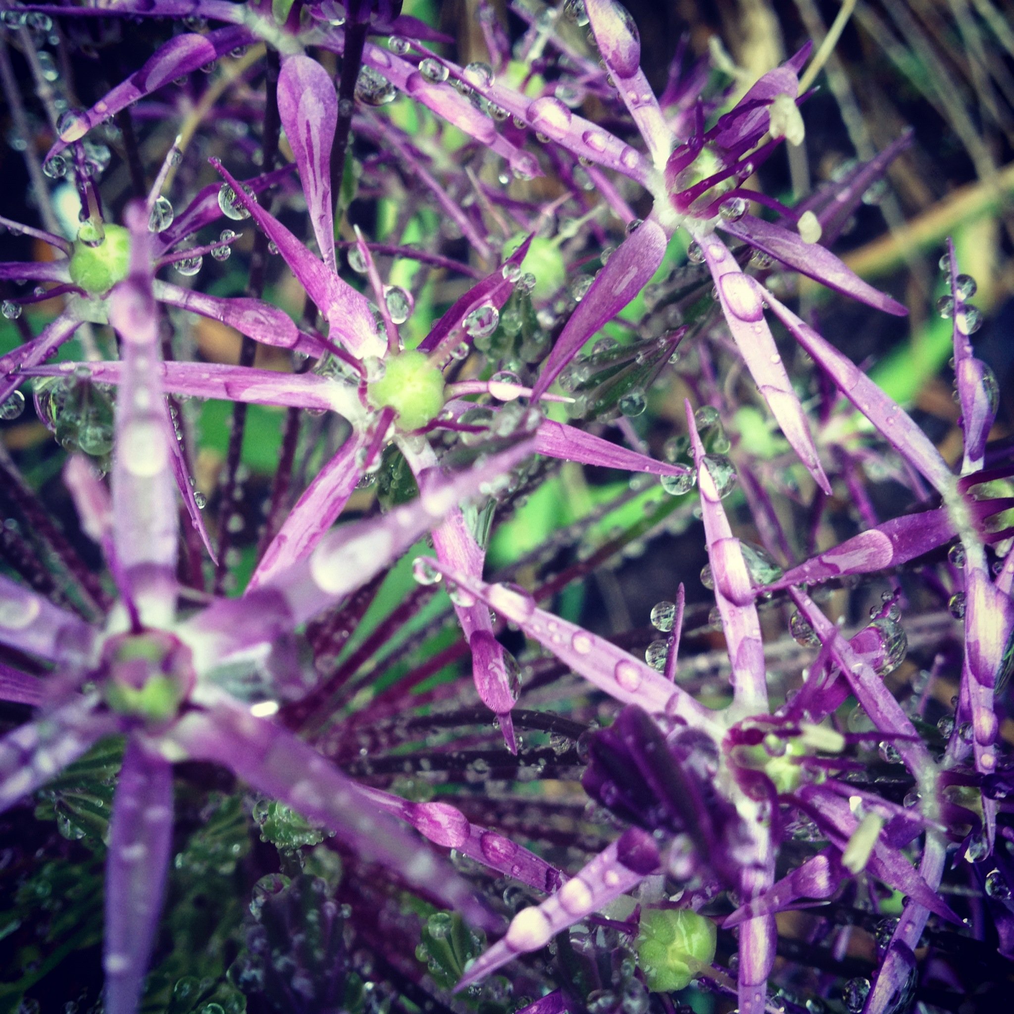 Starflower