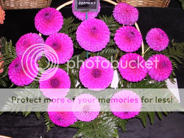 http://i27.photobucket.com/albums/c186/DavidKnapper/Dahlia.jpg