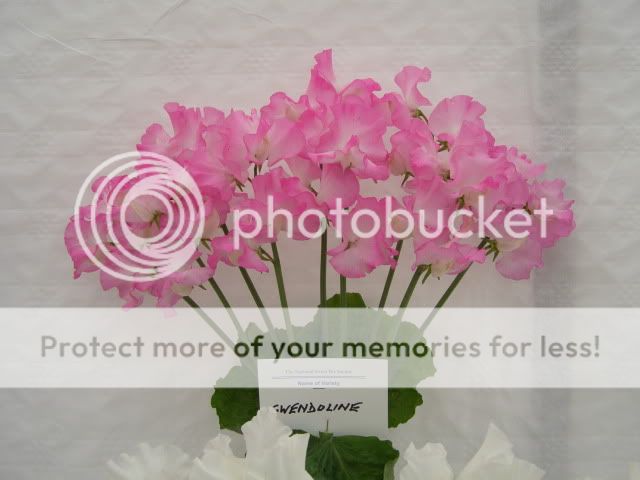 http://i27.photobucket.com/albums/c186/DavidKnapper/Wem/P7180011.jpg