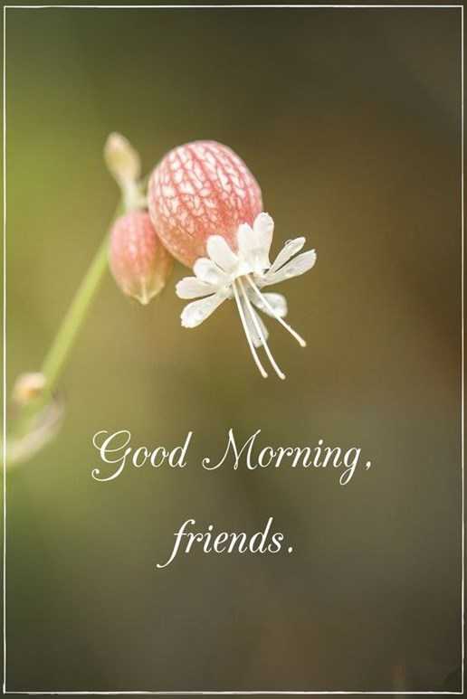 Good Morning Quotes Friends Sayings Good Morning - Boom Sumo