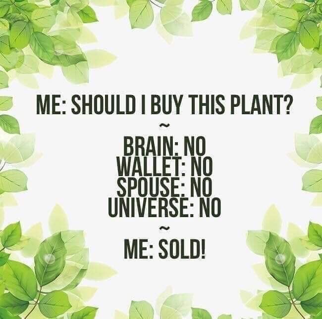 Pin by Tenn on PLANTS  Garden quotes Plant jokes Gardening humor