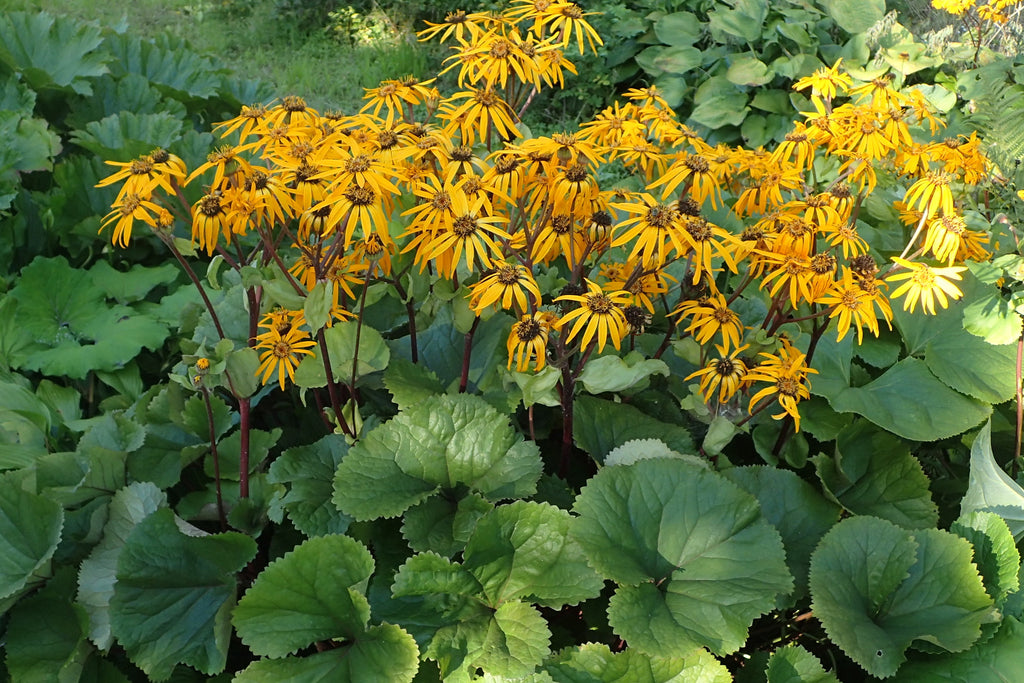 Ligularia dentata  Ballyrobert Gardens
