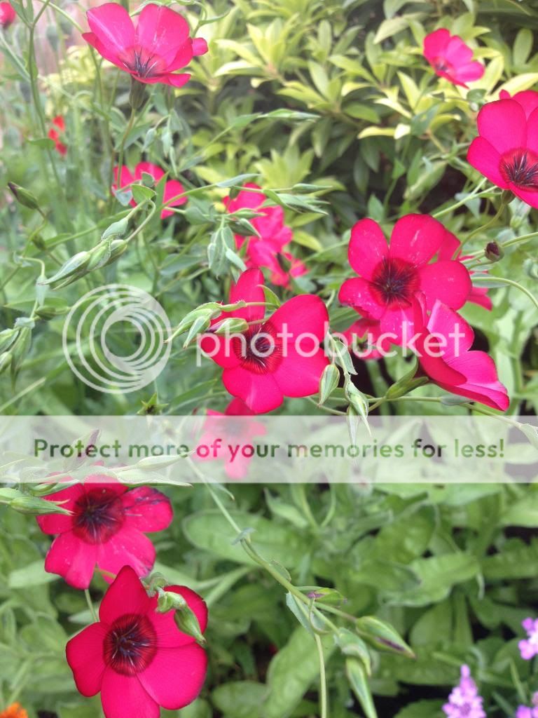 http://i1074.photobucket.com/albums/w410/kathryncraig/B673E6D8-A12A-4945-B16F-54B28E55C96D.jpg