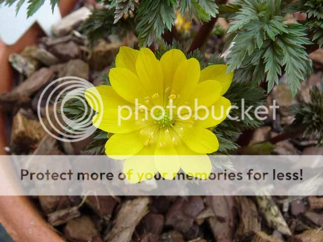 http://i703.photobucket.com/albums/ww32/Owdboggy/February%202015/Adonis%20amurensis.jpg