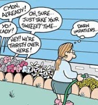 Impatiens Humor gardening gardens funny funnymemes meme impatiens  flowers  Gardening humor Friday humor Gardening memes