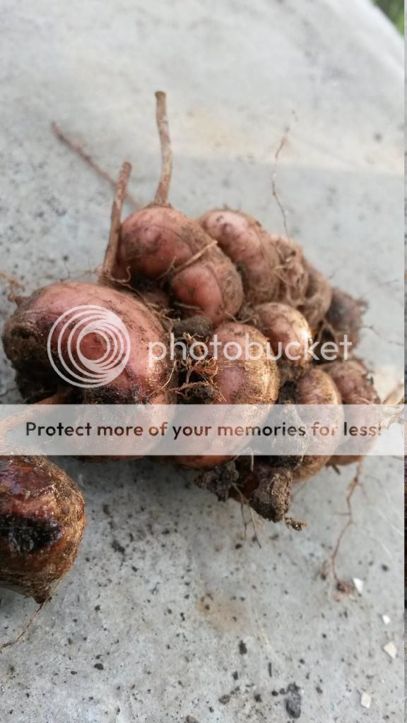 http://i819.photobucket.com/albums/zz113/LadyClarington/20140709_190203_zpsa4s5l83h.jpg