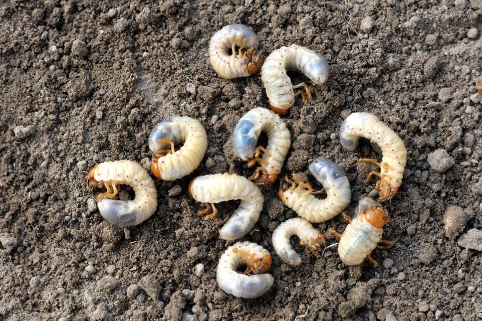 Vine Weevil Larvae - You can identify pest damage in one of two ways You  see the insect or the damage it causes Use che  Garden pests Lawn care  tips Lawn care