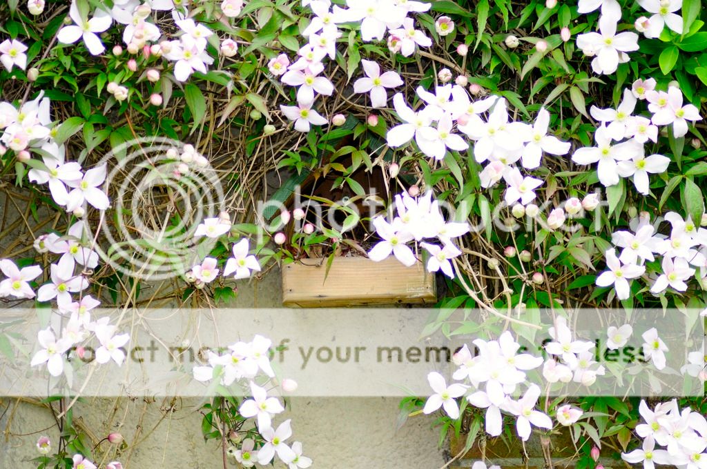 http://i232.photobucket.com/albums/ee192/thebear843/Garden/_DSC0762_zpsryq6nq7l.jpg