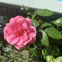 carol_harmes