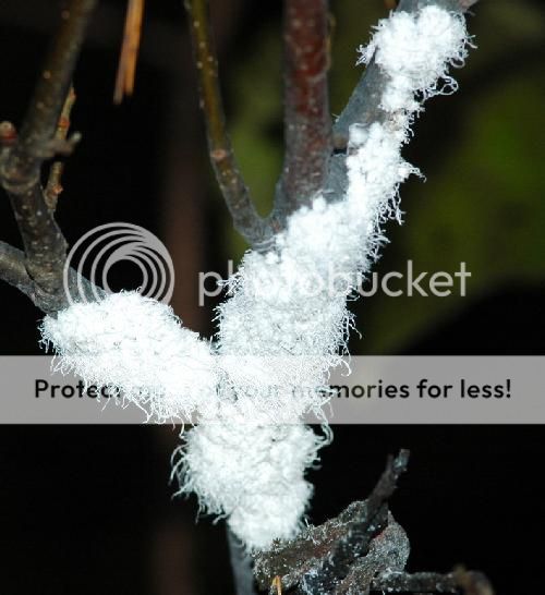 http://img.photobucket.com/albums/v11/otnorot/wooly-aphidsmasslowres_zpsef95c2ae.jpg
