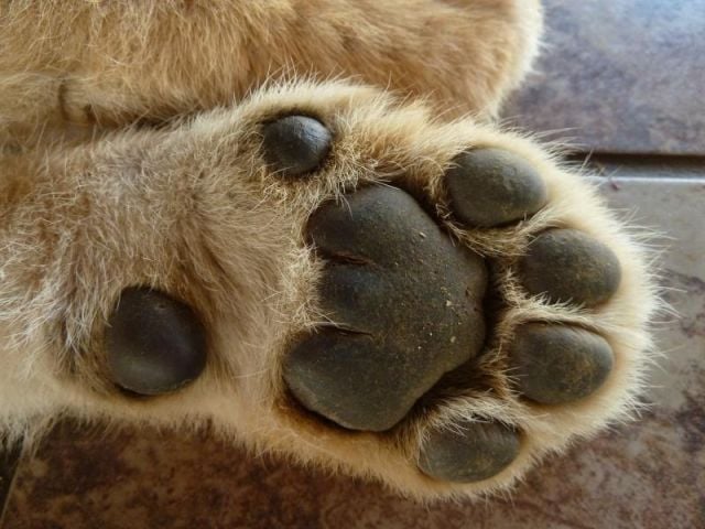 Lion S