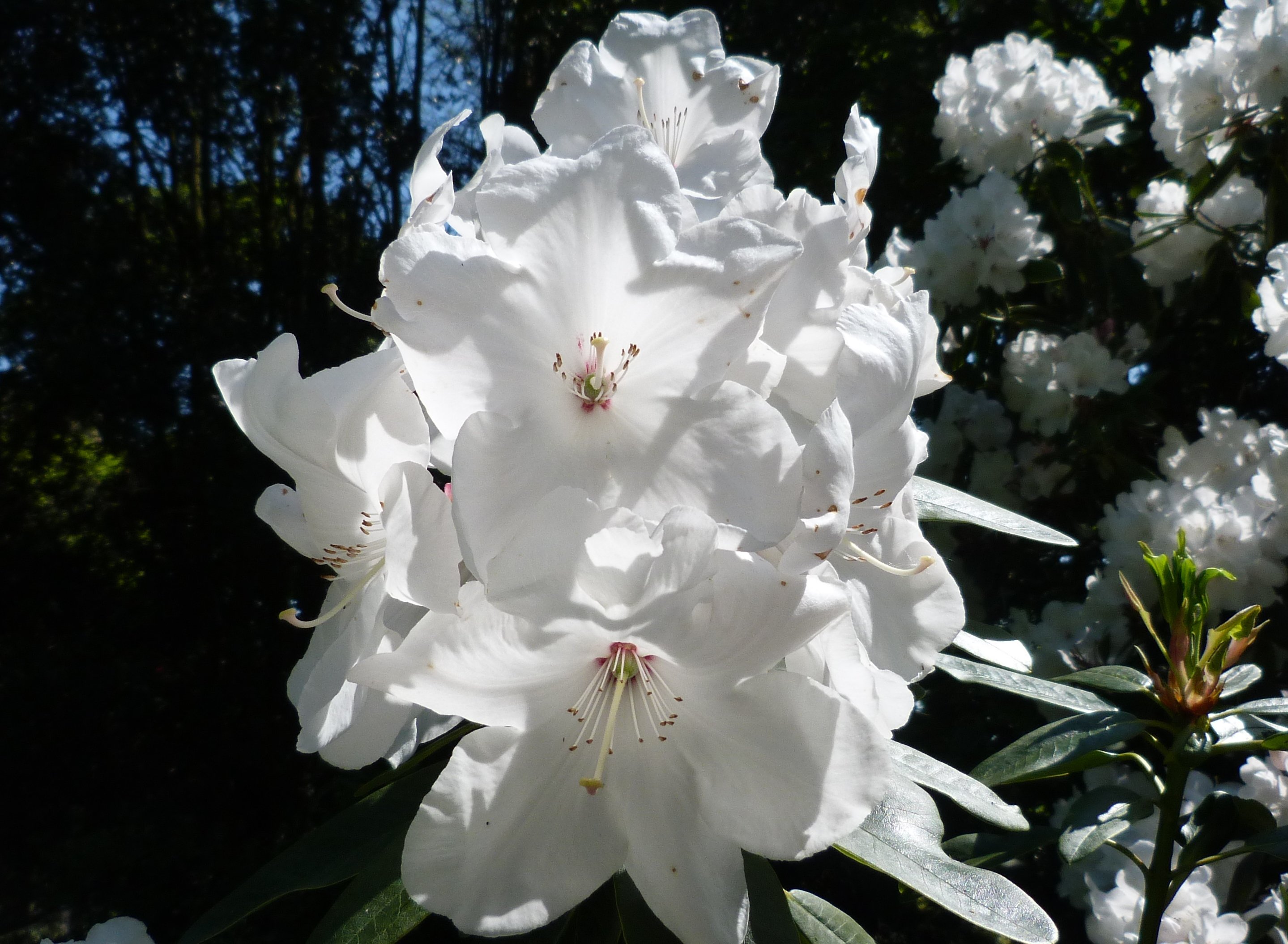 Fleurisa
