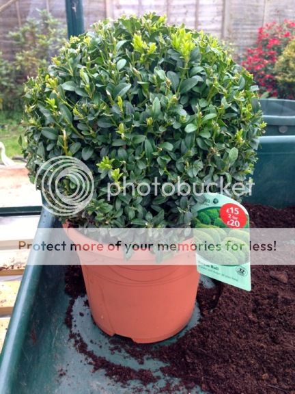 http://i232.photobucket.com/albums/ee192/thebear843/Garden/file_zps1bafd632.jpg