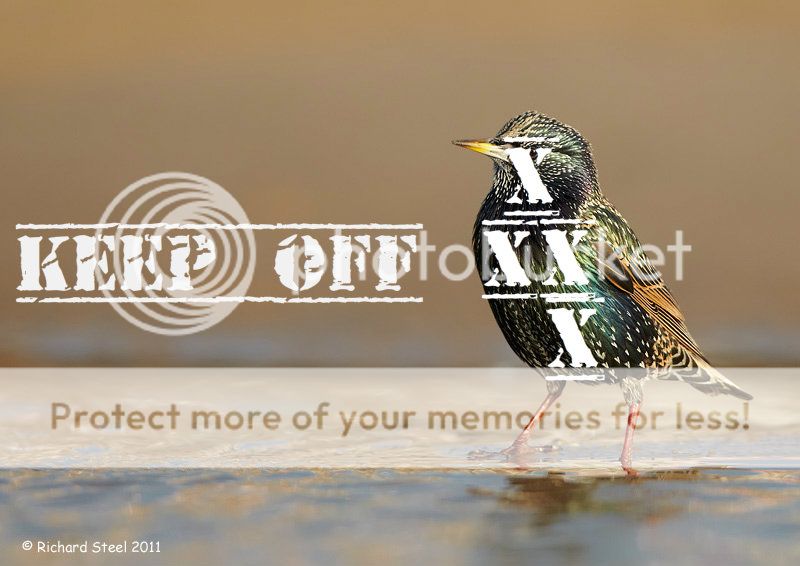 http://i1143.photobucket.com/albums/n627/thedogcody/starling-2011-129web.jpg