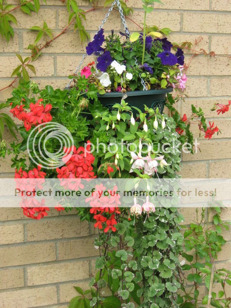 http://i826.photobucket.com/albums/zz184/rainjustlearning/Hanging%20Baskets%202010/IMG_0399.jpg