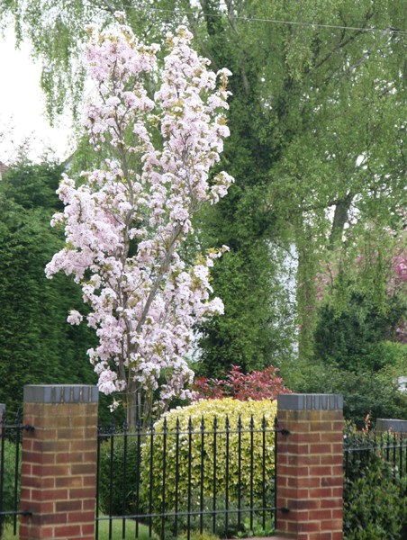 http://www.crocus.co.uk/images/products2/TR/00/00/00/46/TR0000004640_card2_lg.jpg