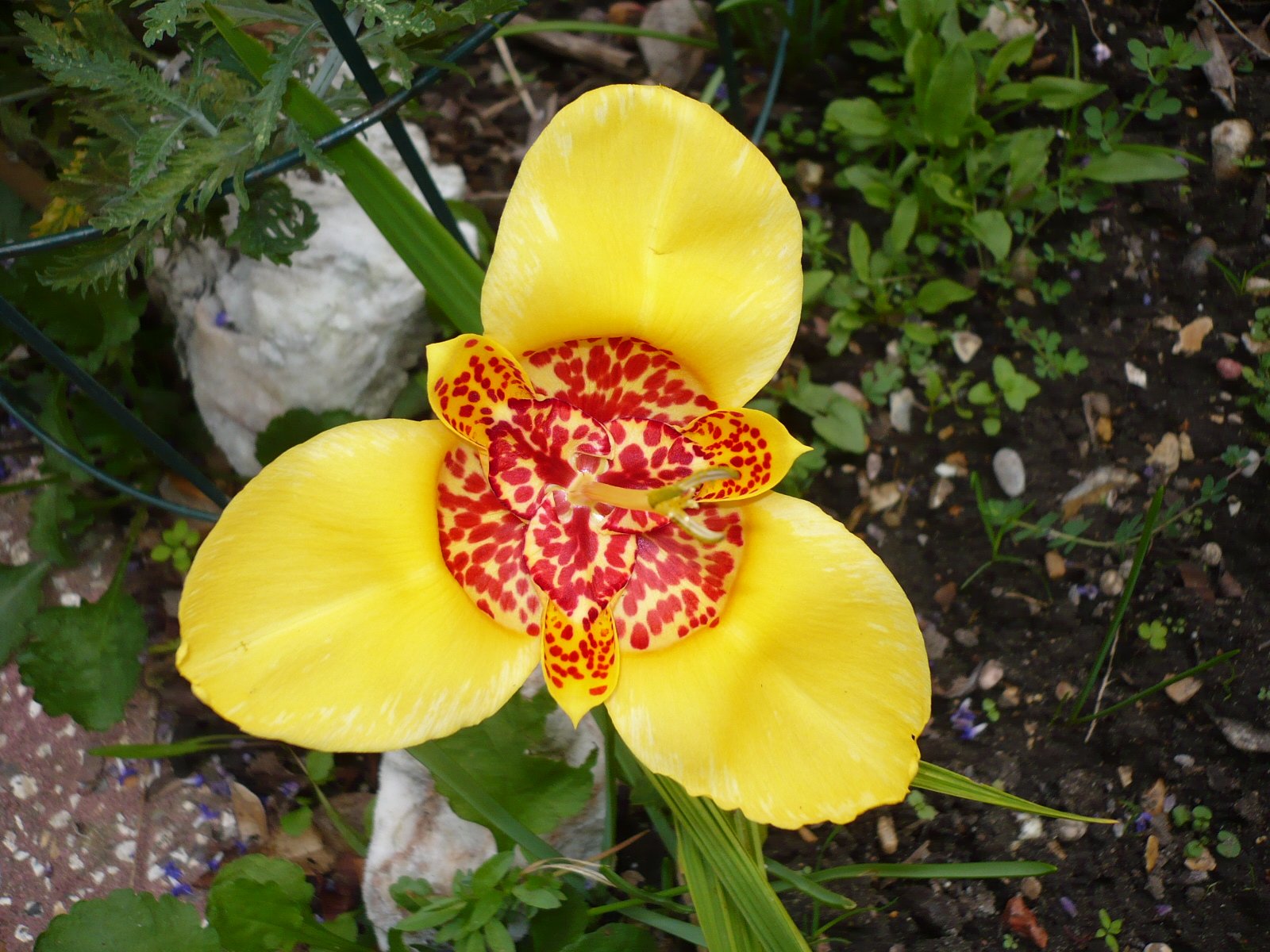 Rosetoti