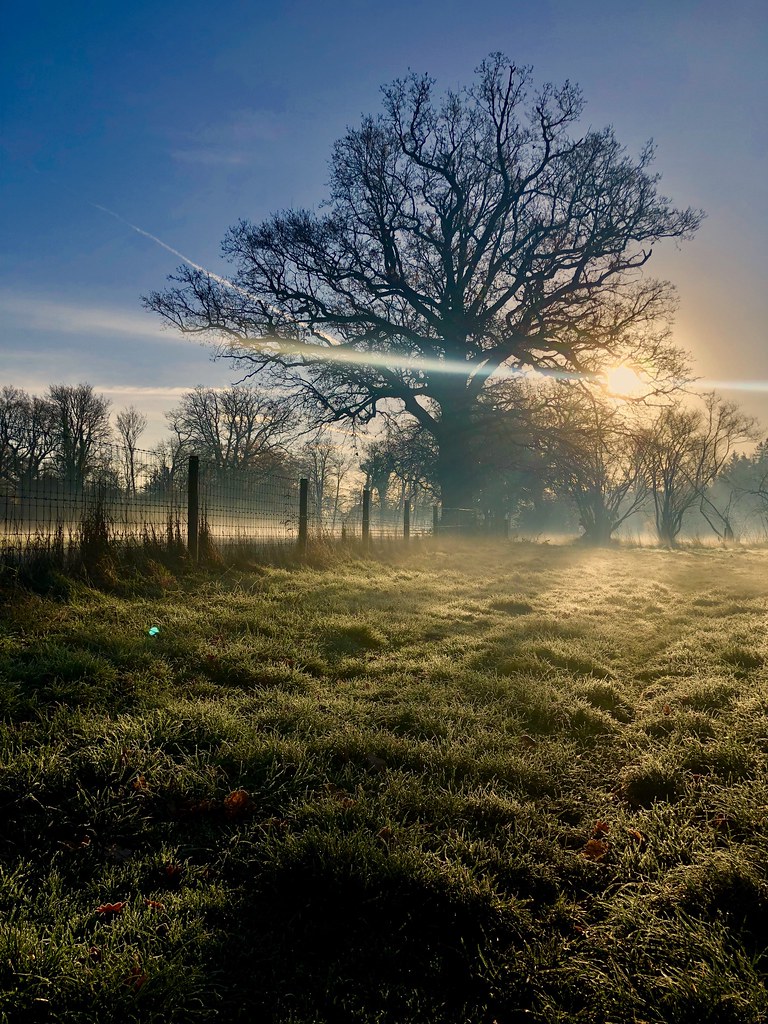 Image result for Frosty morning images