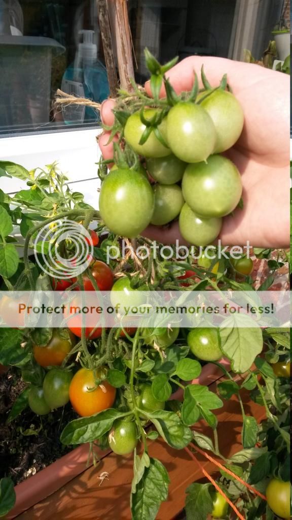 http://i819.photobucket.com/albums/zz113/LadyClarington/20140718_164657_zpski8pjwtp.jpg