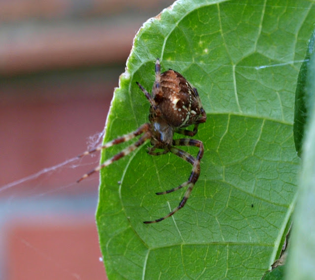 http://1.bp.blogspot.com/-2rOMOpuyWXQ/Tn4aQXi_1ZI/AAAAAAAAP6I/HO1PIOxRpXo/s640/Spider8.JPG