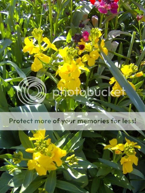 http://i1131.photobucket.com/albums/m551/lilylouise1/sunnymorning012.jpg