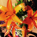 sunflowergarden