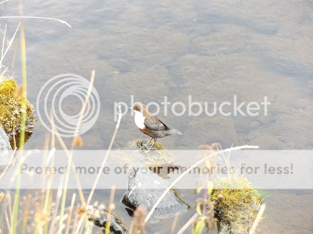 http://i1331.photobucket.com/albums/w595/fairygirl55/DSCF1082_zpsbobuovqh.jpg