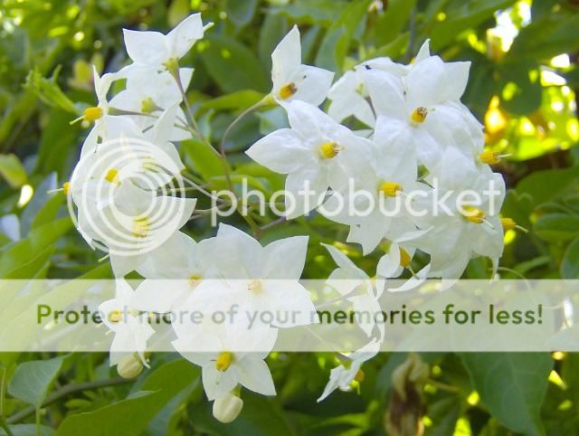 http://i1131.photobucket.com/albums/m551/lilylouise1/endofsummerflowers021_zps7599a2ab.jpg