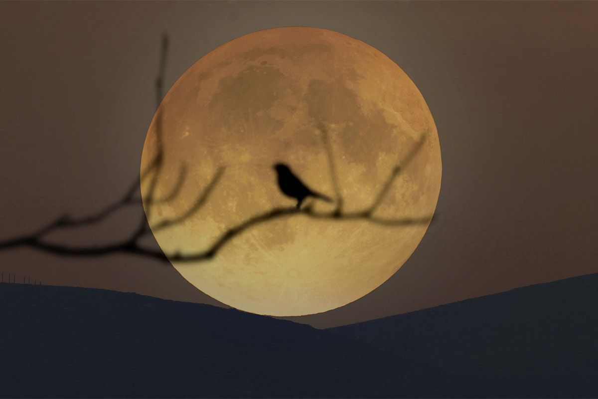 March full moon 2021 Catch the big Worm Moon and 1st supermoon of the  year on Sunday  Space