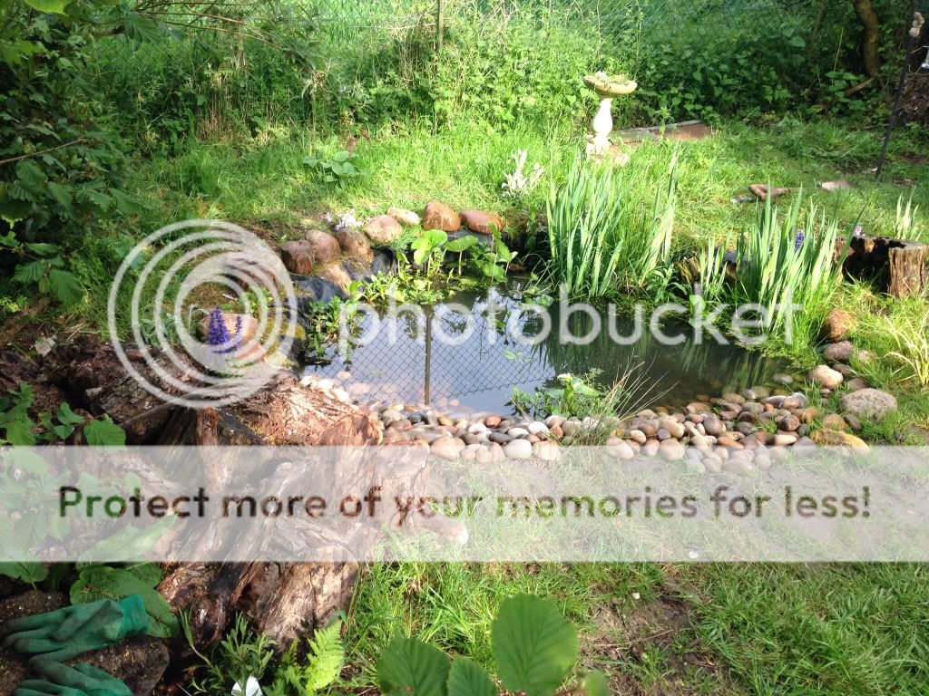http://i1368.photobucket.com/albums/ag165/jdoherty1976/b2ec245197d042ef9b3d640940e241d1_zps591df688.jpg