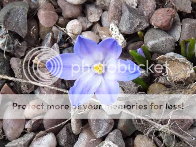 http://i703.photobucket.com/albums/ww32/Owdboggy/February%202015/Scilla%20luciliae%20Valentines%20Day.jpg