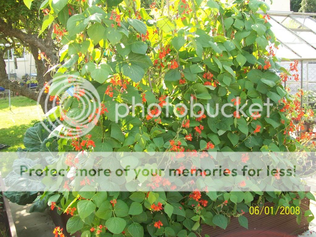 http://i1015.photobucket.com/albums/af278/bubbling_bubble_bee/gardening/runnerbeans_zpsdc69b34a.jpg